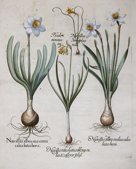 BESLER, Basilius, Narcissus albus maximus calice luteo brevi / Nacrissus albus medius calice luteo…/Narcissus totus luteus oblongo calice… / Pseudo Narcissus minimus…, antique map, old maps