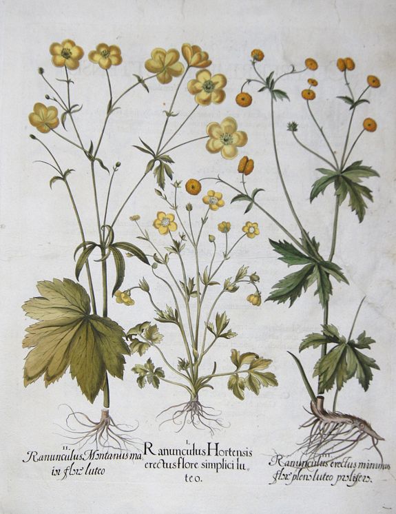 BESLER, Basilius, Ranunculus Hortensis erectus flore simplici luteo / Ranunculus Montanus maior flore luteo / Ranunculus erectus minimus flore pleno luteo…, antique map, old maps