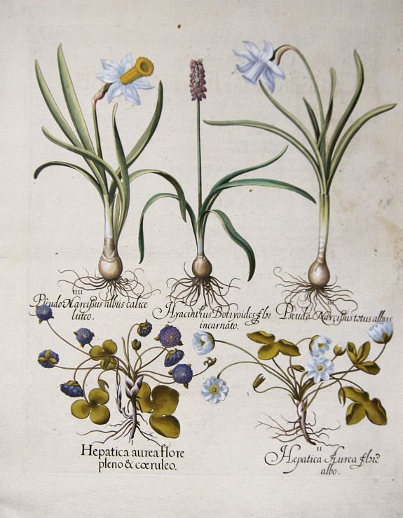 BESLER, Basilius, Hepatica aurea flore pleno & coeruleo / Hepatica Aurea flore albo/Pseudo Narcissus… / Pseudo Narcissus albus calice luteo / Hyacinthus Botryoides flor…, antique map, old maps