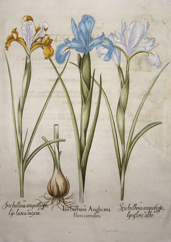 BESLER, Basilius, Iris Bulbosa Anglicana flore coeruleo., antique map, old maps