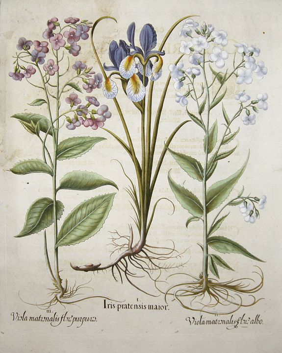BESLER, Basilius, Iris pratensis maior. / Viola martonalis flore albo- purpuro., antique map, old maps