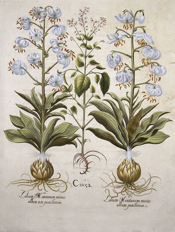 BESLER, Basilius, Circea. / Lilium Montanum maius album punctatum- non punctatum., antique map, old maps