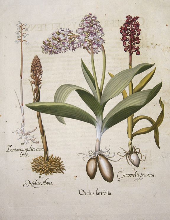 BESLER, Basilius, Orchis latifolia. / Cynosorchis faemina. / Nidus levis/ Dentaria radice coral loide., antique map, old maps