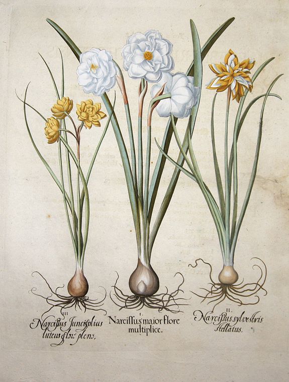 BESLER, Basilius, Narcissus maior flore multiplice. / Narcissus sylvestris stellatus. / Narcissus Juncifolius luteus flore pleno., antique map, old maps