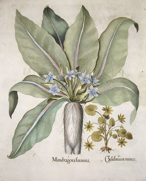 BESLER, Basilius, Mandragora foemina. / Chelidonium minus., antique map, old maps
