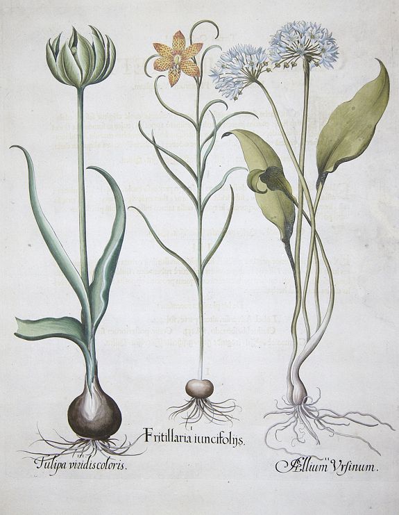 BESLER, Basilius, Fritillaria iuncifolijs. / Allium ursinum. / Tulipa viridis colores, antique map, old maps