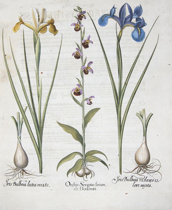 BESLER, Basilius, Orchis Serapias secunda da Dodonaei. / Iris Bulbosa lutea mixta. / Iris Bulbosa violaceo colore mixta., antique map, old maps