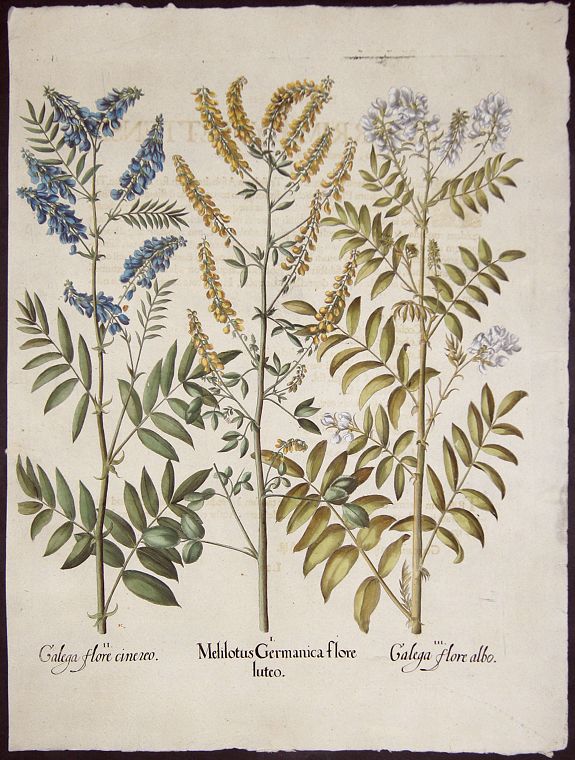 BESLER, Basilius, Melilotus Germanica flore luteo. / Galega flore cinereo/ Galega flore albo, antique map, old maps