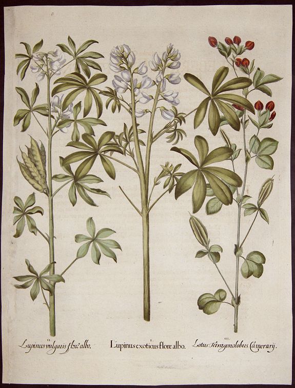 BESLER, Basilius, Lupinus exoticus flore albo. / Lupinus vulagria flore albo. / Lotus Tetragonolubus Camerary., antique map, old maps