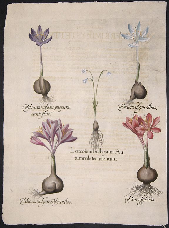 BESLER, Basilius, Leucoium bulbosum Autumnale tenuifolium. / Colchicum vulgare Polyanthos. / Colchicum bistorum. /Cholchium vulgare album. /Colchium vulgare purpurascente flore, antique map, old maps