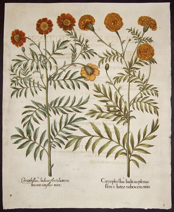 BESLER, Basilius, Caryphullus Indicus plenus flore e luteo rubescens min. / Caryphullus Indicus flore luteo rubescente simplsici min., antique map, old maps