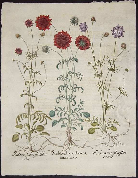 BESLER, Basilius, Scabiosa Indica flore saturate rubro. / Scabiosa Indica flore dilute rubro. / Scabiosa tenuifolia flore cinereo., antique map, old maps