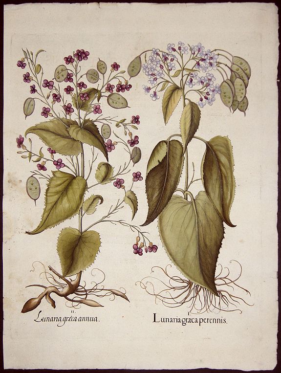 BESLER, Basilius, Lunaria graeca perennis. / Lunaria graeca annua., antique map, old maps