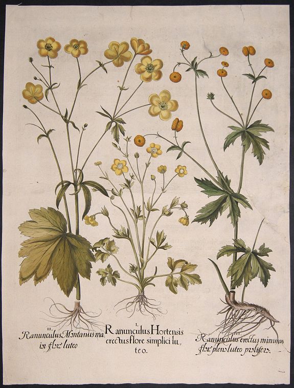 BESLER, Basilius, Ranunculus Hortensis erectus flore simplici luteo. / Ranunculus Montanus maior flore luteo. / Ranunculus erectus minimus flore pleno luteo…, antique map, old maps