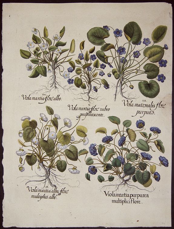 BESLER, Basilius, Viola martia purpuria multiplici flore.., antique map, old maps