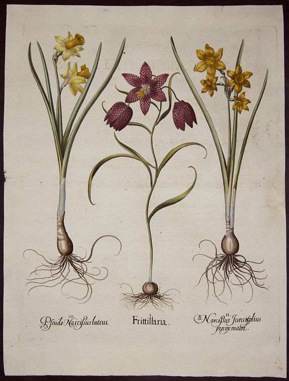 BESLER, Basilius, Frittillaria. / Narcissus Juncifolius praecox maior. / Pseudo Narcissus luteus., antique map, old maps