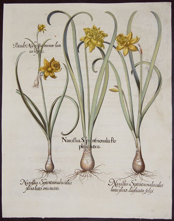 BESLER, Basilius, Narcissus Septentrionalis flo pleno luteo. /Narcisus Septentrionalis calice. / Narcissus Septentrionalis calice pleno. / Pseudo Narcissus minor luteus repens., antique map, old maps