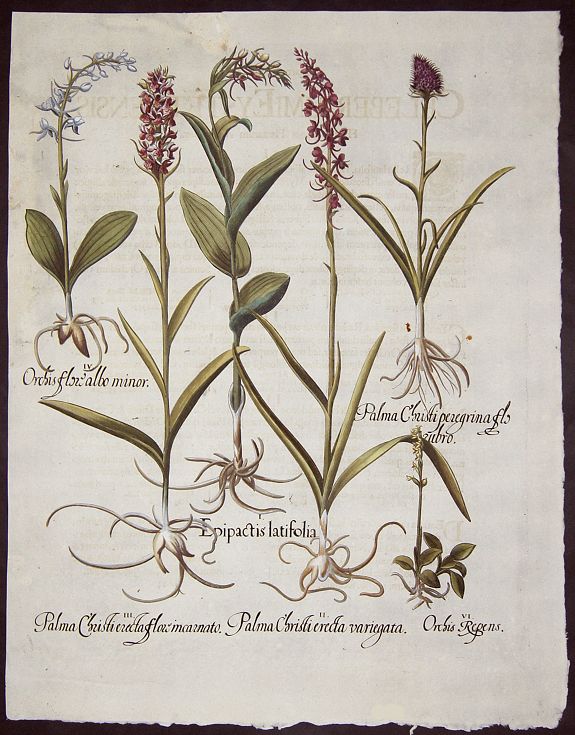BESLER, Basilius, Epipactis latifolia. / Palma christi erecta variegata. / Palma christi erecta flore incarnato. / Orchis flore albo minor. / Palma christi perigrina flo rubro…, antique map, old maps