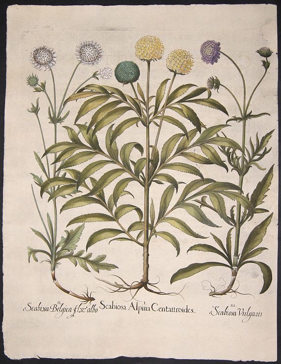 BESLER, Basilius, Scabiosa Alpina Centauroides. / Sacbiosa Belgica flore albo. / Scabiosa Vulgaris., antique map, old maps