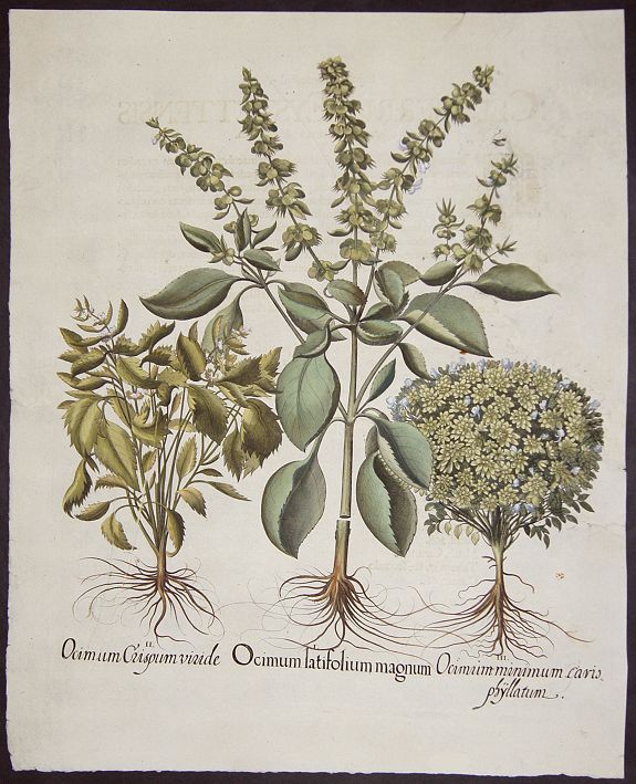 BESLER, Basilius, Ocimum latifolium magnim. / Ocimum crispum viride. / Ocimum minimum cario phyllatum., antique map, old maps