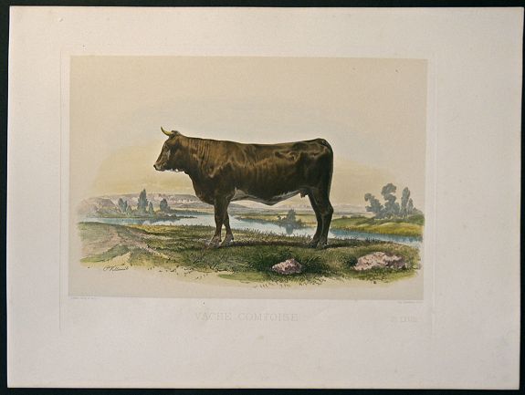 LEMERCIER, J., Vache comptoise., antique map, old maps