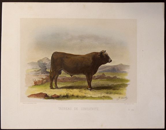 LEMERCIER, J., Taureau de Leneschitz, antique map, old maps