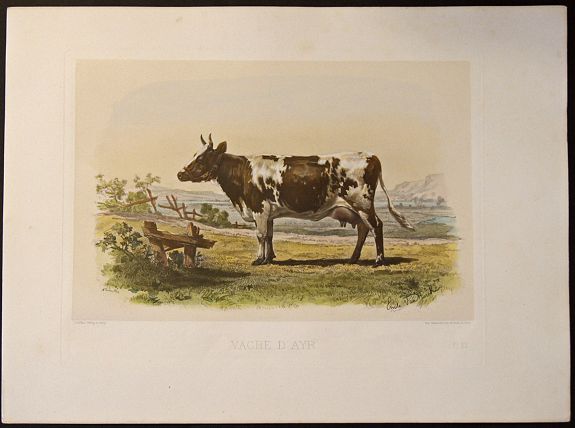 LEMERCIER, J., Vache d´Ayr., antique map, old maps