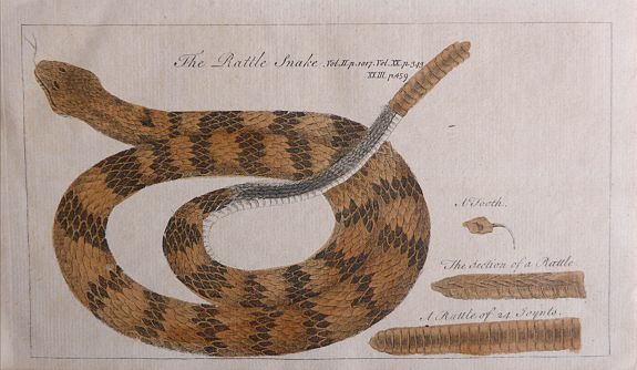 LONDON MAGAZINE, The Rattle Snake. . ., antique map, old maps