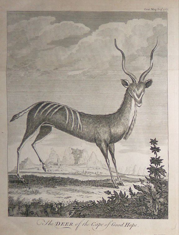 GENTLEMAN'S MAGAZINE, The Deer of the Cape of Good Hope., antique map, old maps