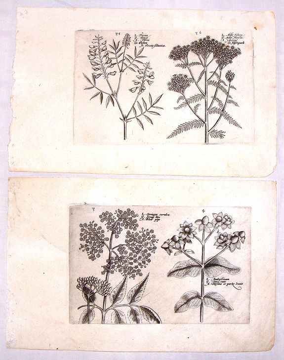 DE PASS, C., (Two Botanical Copperplates), antique map, old maps