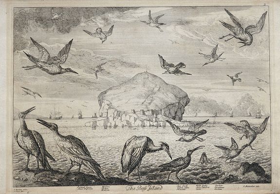 Francis Barlow – Francis Place. , The Bass Island: Soland Goose; Heron; Sea Gull; Wild Duck; Curlew., antique map, old maps