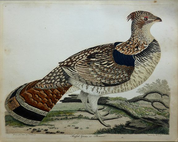 WILSON, Alexander., Ruffed Grous or Pheasant Plate no. 49. Drawn from Nature by A. Wilson. Engraved by J.G.Warnicke. - First edition., antique map, old maps