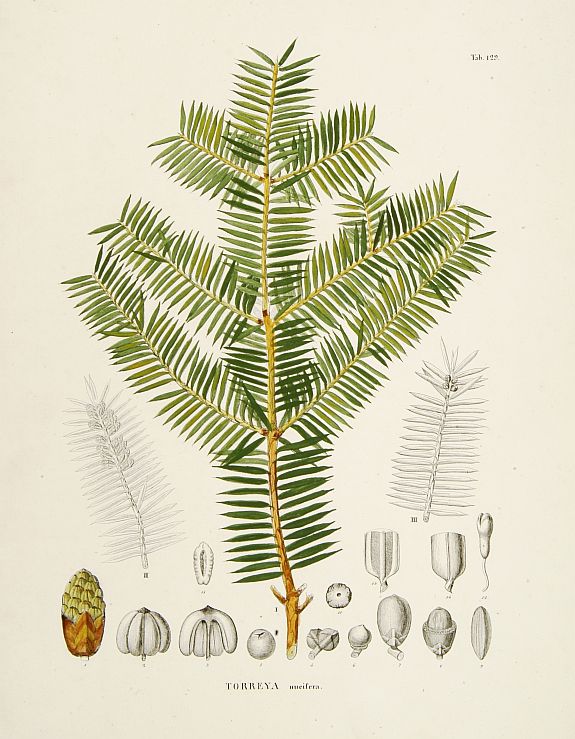 VON SIEBOLD,P.F., Torreya nucifera., antique map, old maps