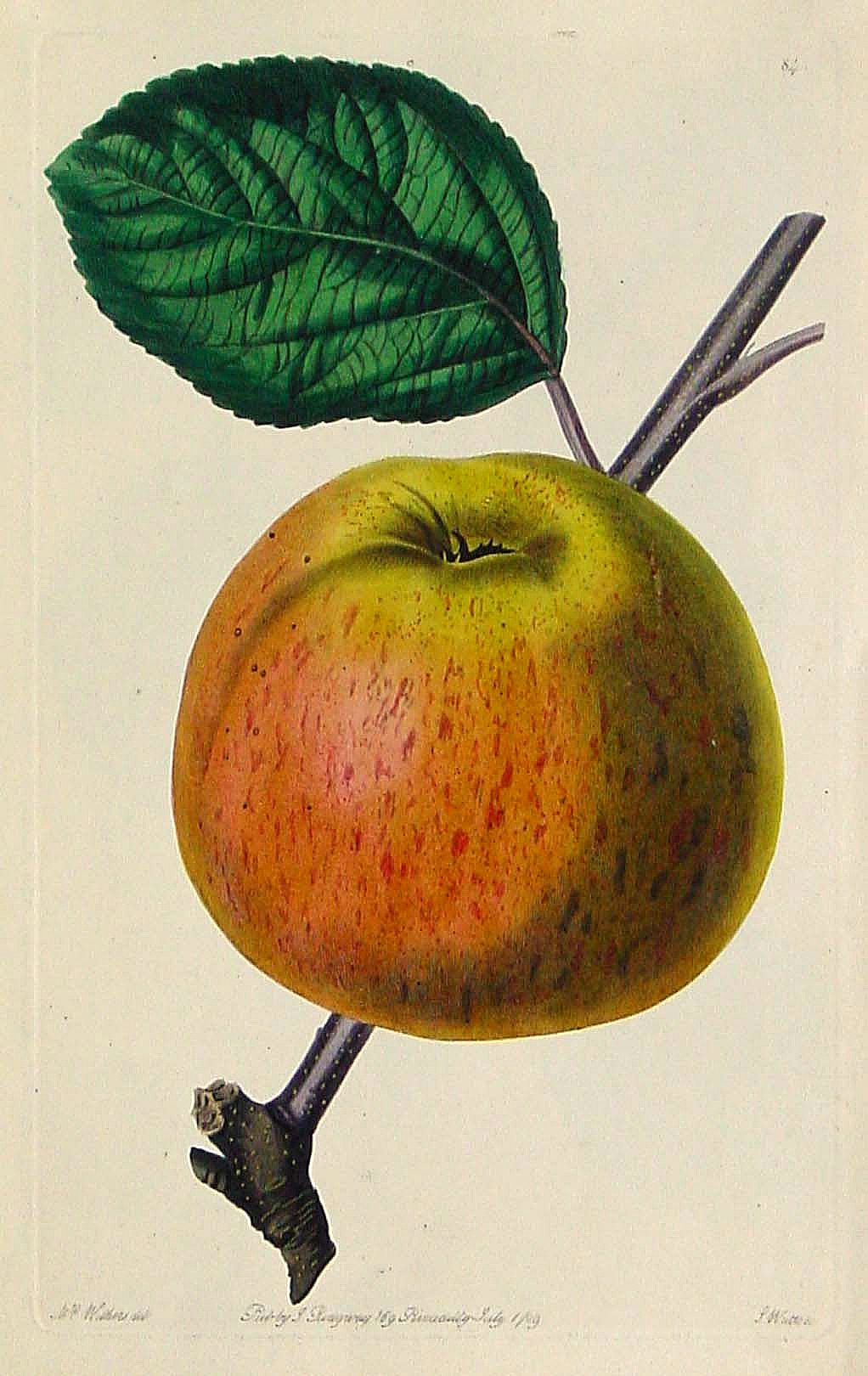 RIDGWAY, J., Apple (Plate 84), antique map, old maps