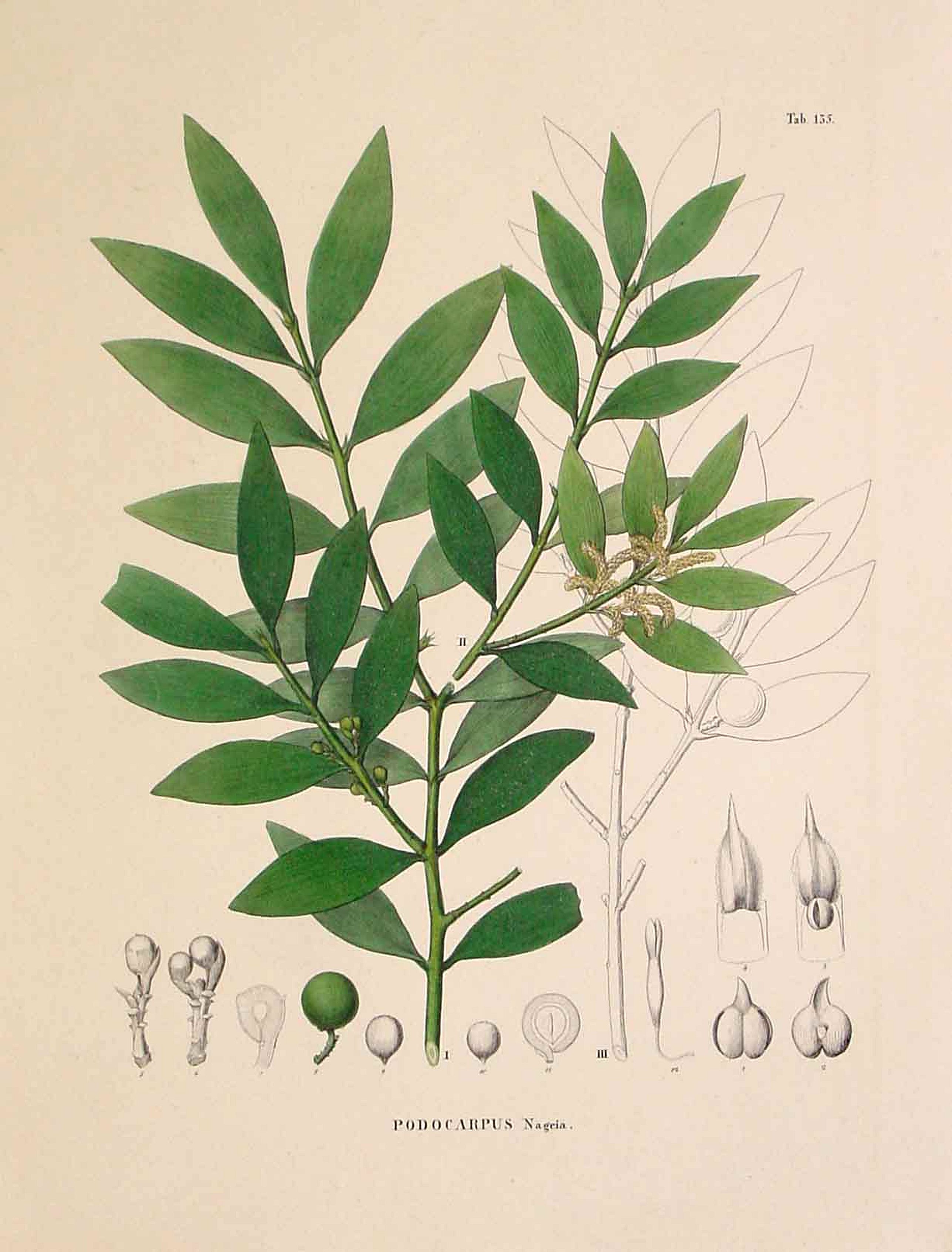 VON SIEBOLD, P.F., Podocarpus Nageia., antique map, old maps