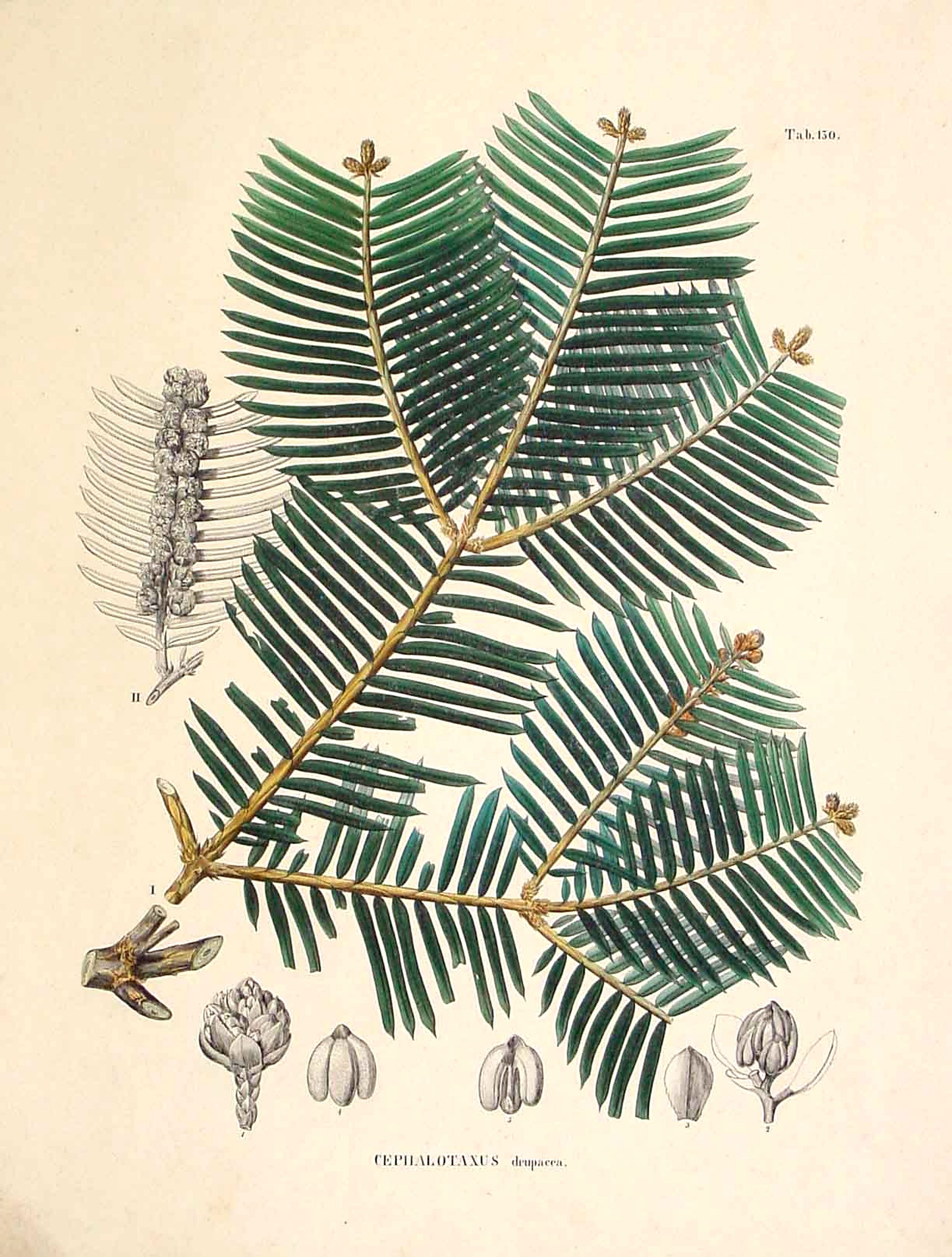 VON SIEBOLD,P.F., Cephalotaxus drupacea., antique map, old maps