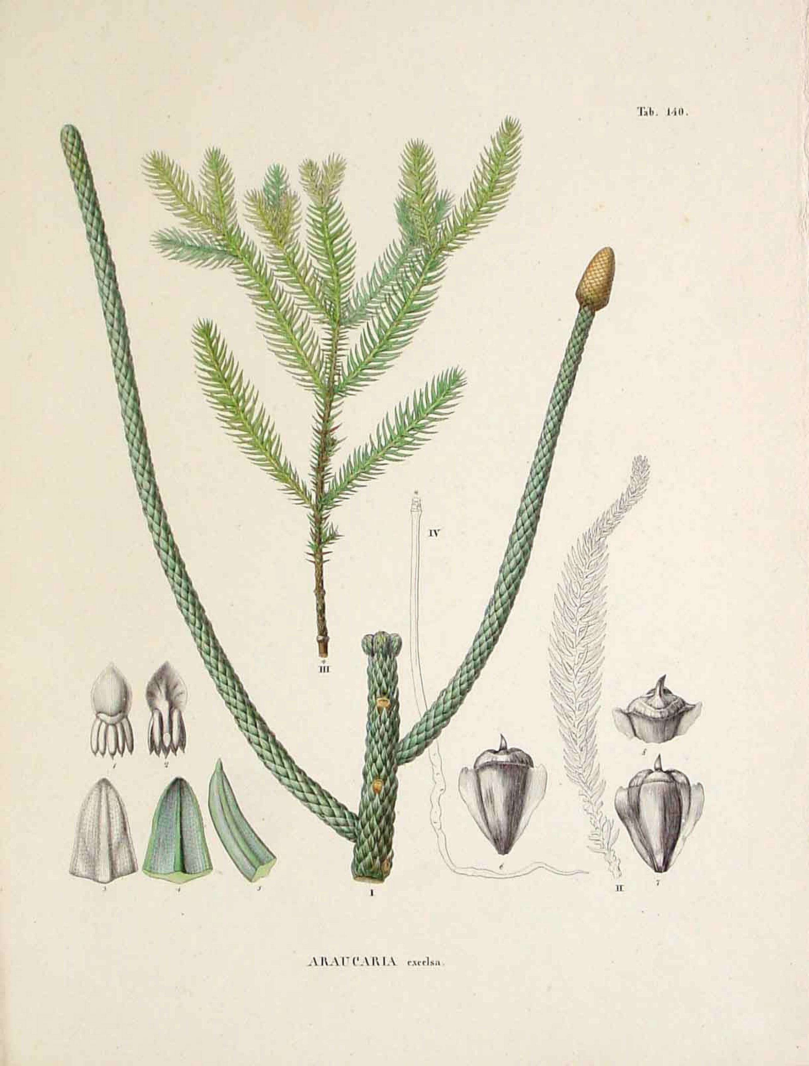 VON SIEBOLD, P.Fr.B., Araucaria excelsa., antique map, old maps