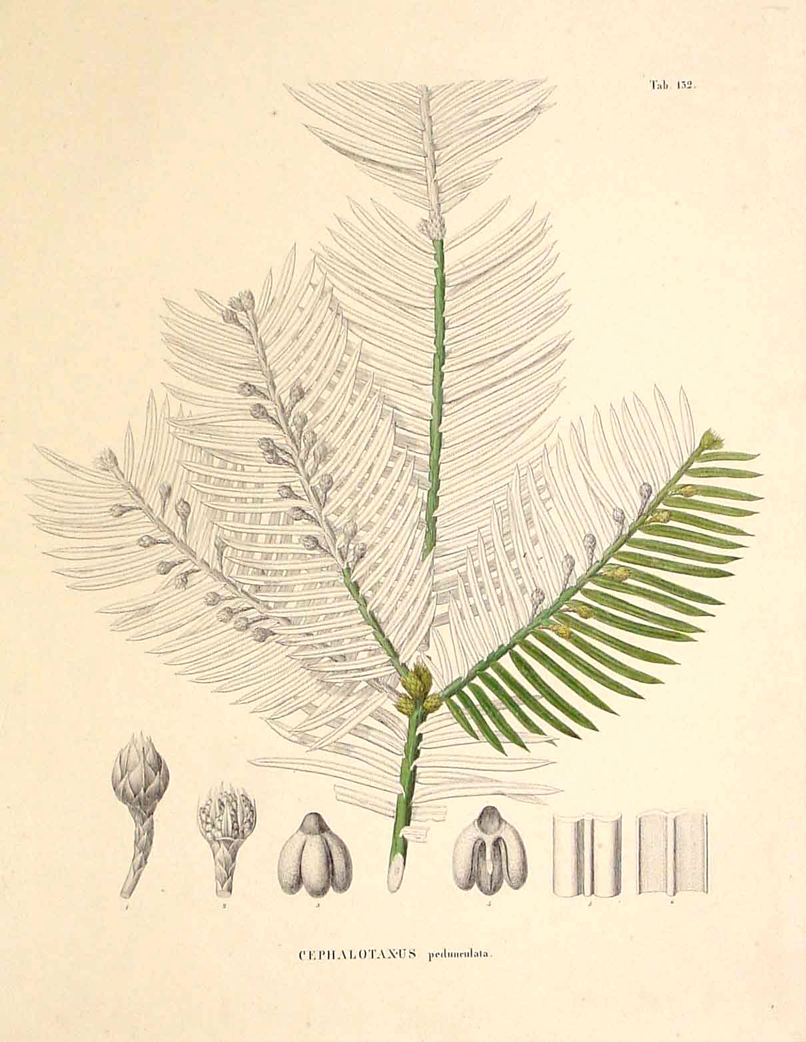 VON SIEBOLD, P.F., Cephalotaxus pedunculata., antique map, old maps