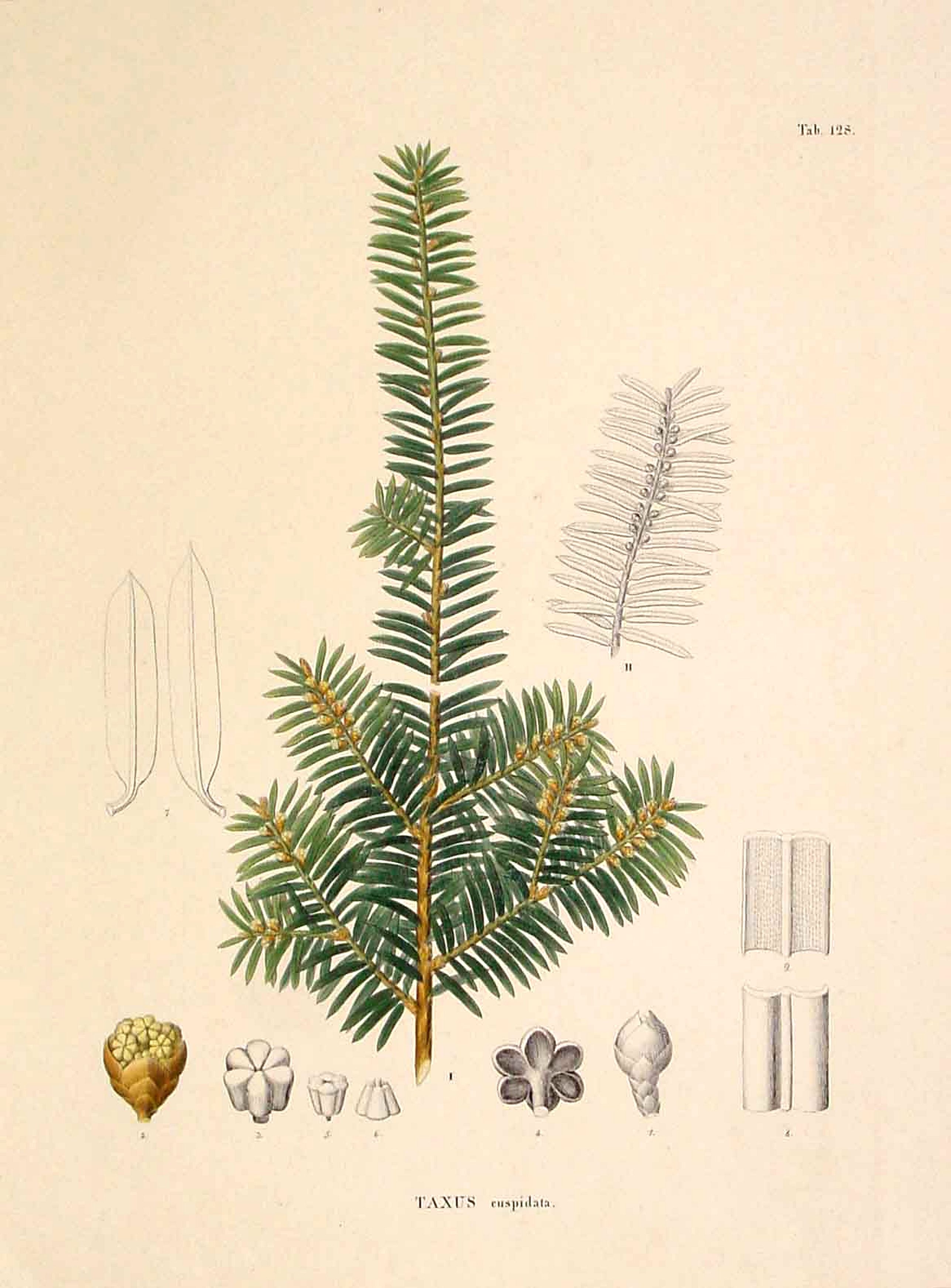 VON SIEBOLD,P.F., Taxus cuspidata., antique map, old maps