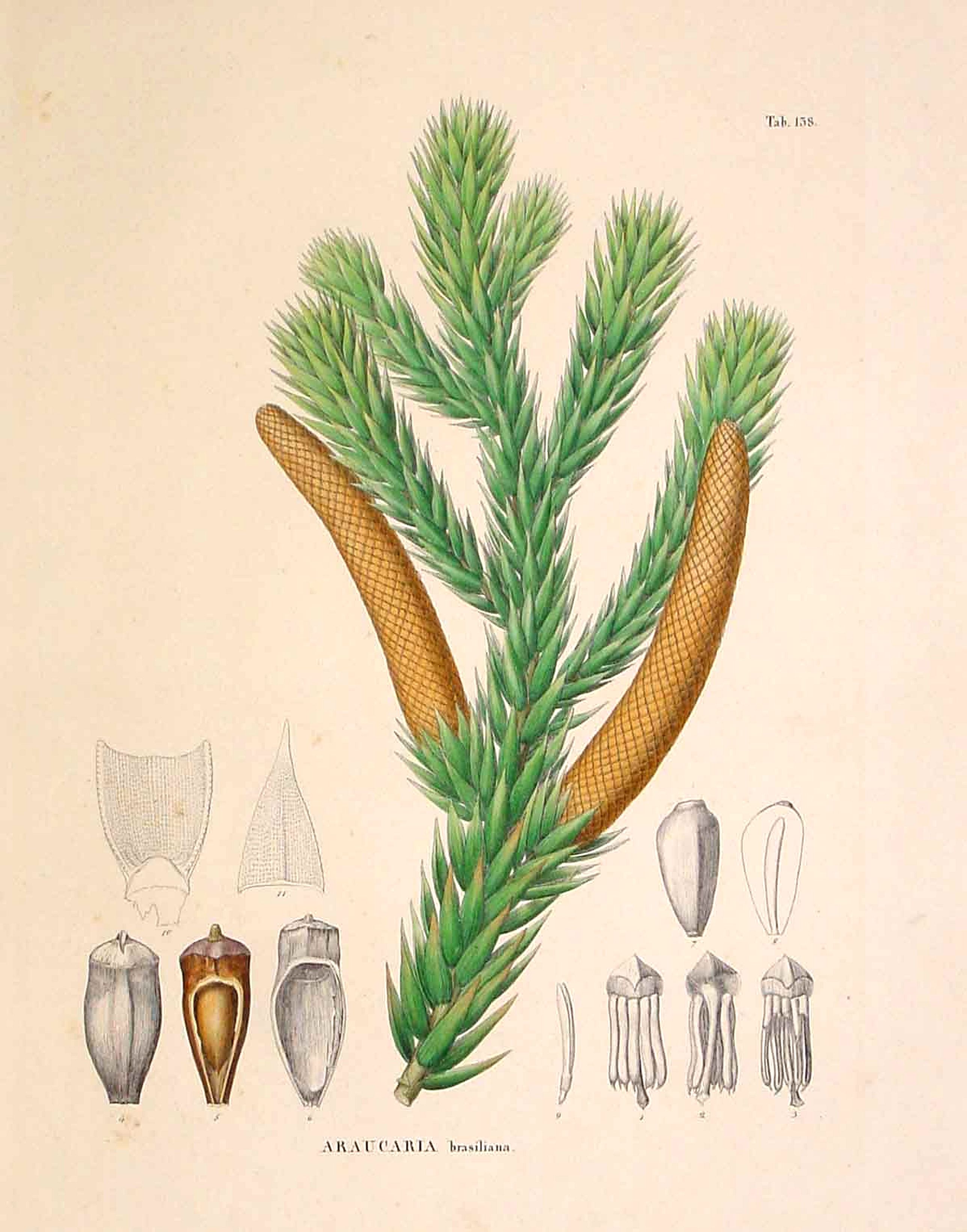 VON SIEBOLD, P.Fr.B., Araucaria brasiliana., antique map, old maps