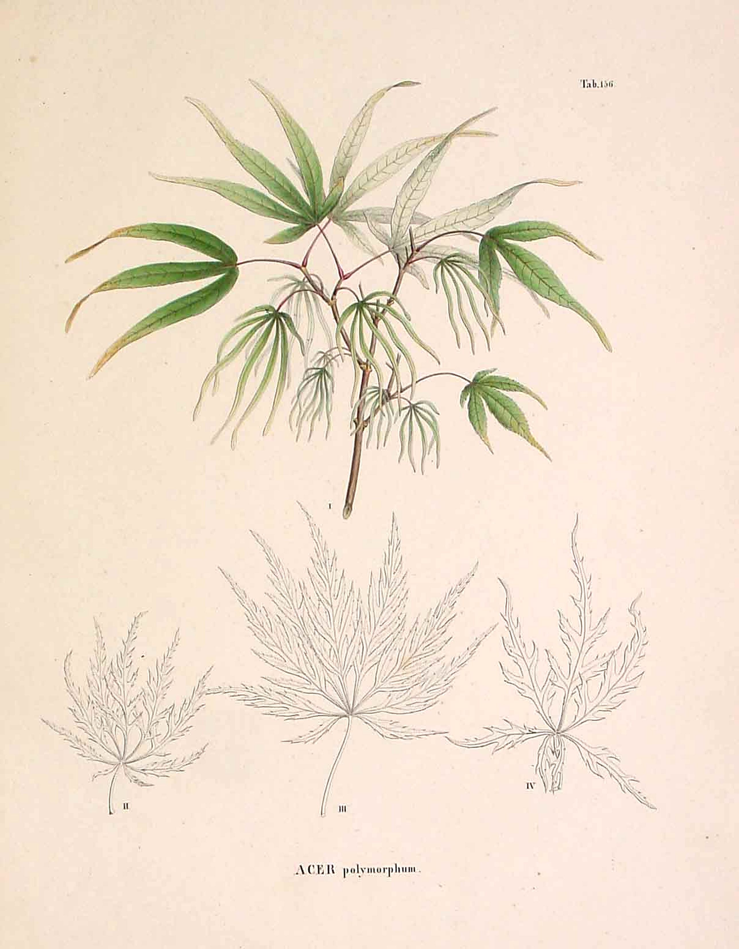 VON SIEBOLD, P.F., Acer polymorphum., antique map, old maps
