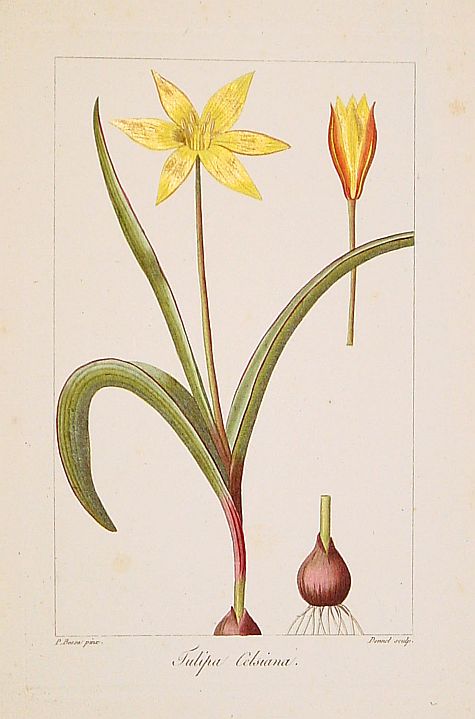 MORDANT DE LAUNAY,J.C.M., Tulipa Celsiana., antique map, old maps