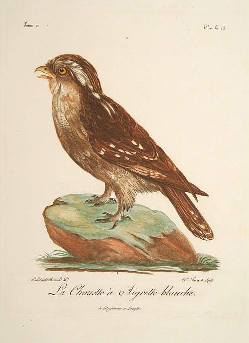 LEVAILLANT, F., La Chouette a Aigrette Blanche., antique map, old maps
