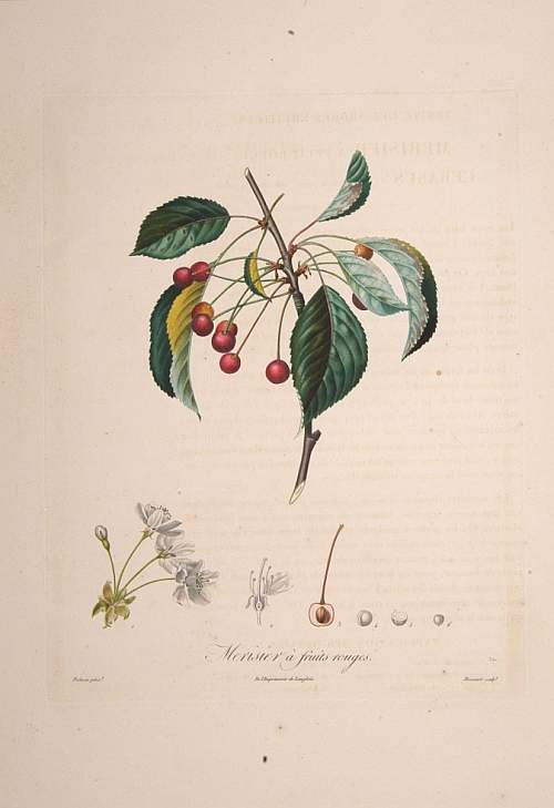 POITEAU,P.-A., Le Merisier a Fruits Rouges., antique map, old maps
