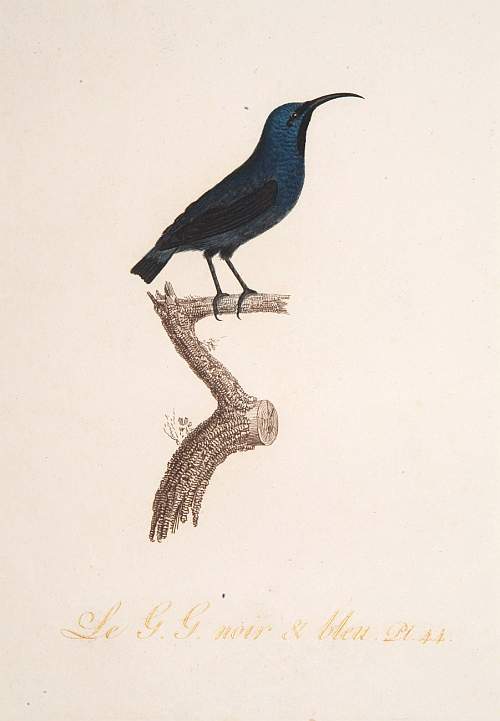 AUDEBER, J.B. / VIEILLOT,L.J.P., Le G. G. Noir et Bleu., antique map, old maps