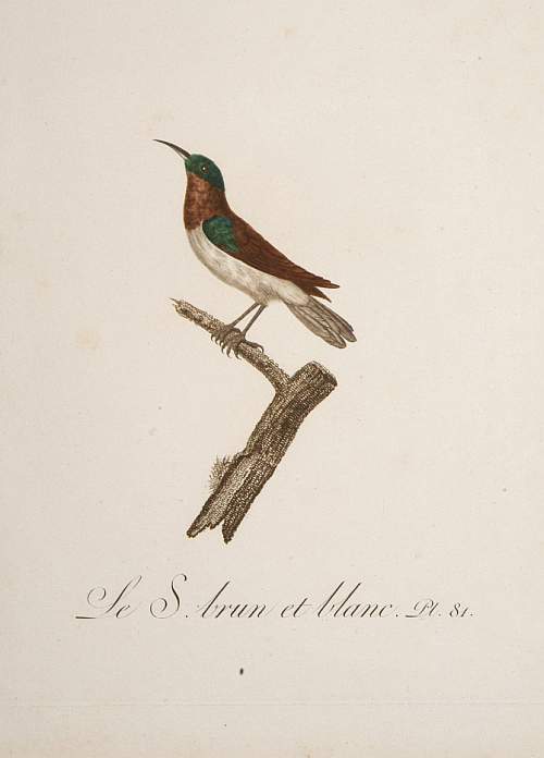 AUDEBERT, J,B. / VIEILLOT, L.J.P., Le S. Brun et Blanc. Pl.81., antique map, old maps