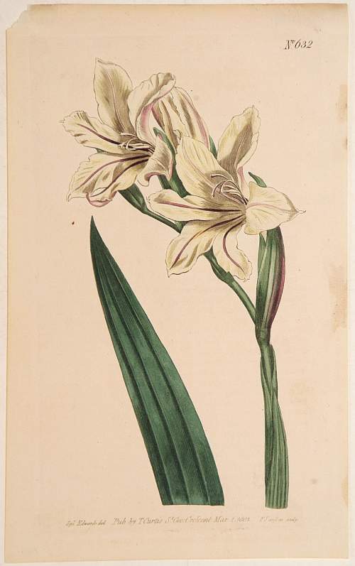 CURTIS,W., Flower (Plate 632)., antique map, old maps