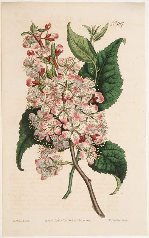 CURTIS,W., Flower (Plate 1117)., antique map, old maps