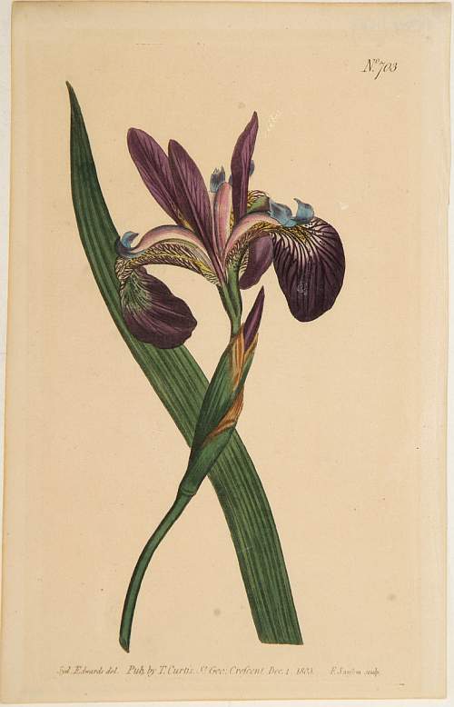 CURTIS,W., Flower (Plate 703)., antique map, old maps