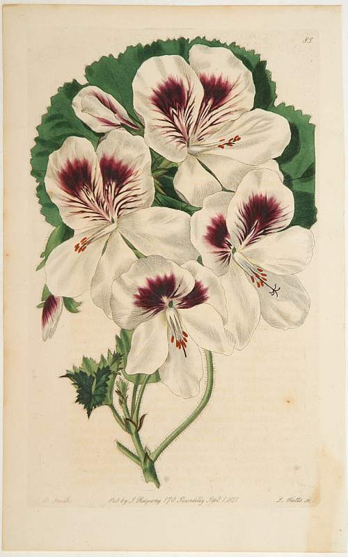 CURTIS,W., Flower (Plate 83)., antique map, old maps